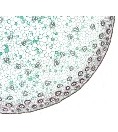 BRESSER paruoštos skaidrės aukštos kokybės 10 vnt